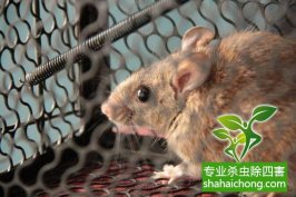 老鼠如何消滅？滅鼠公司有高招